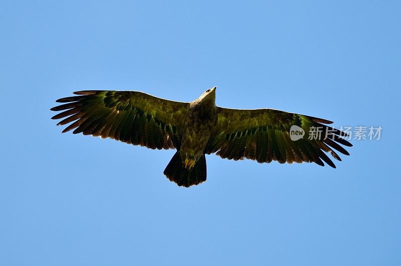 大斑鹰(Aquila clanga)